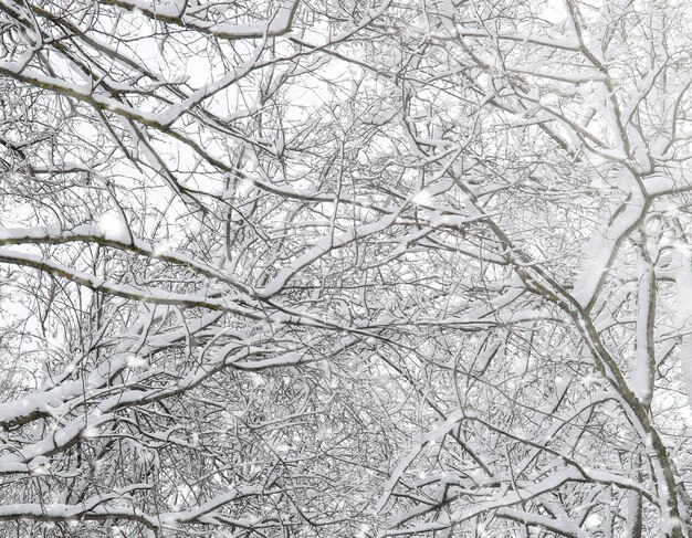 Parque de invierno bajo la nieve. Tormenta de nieve en el parque de la ciudad. Aparque para pasear con toda la familia bajo la capa de nieve.