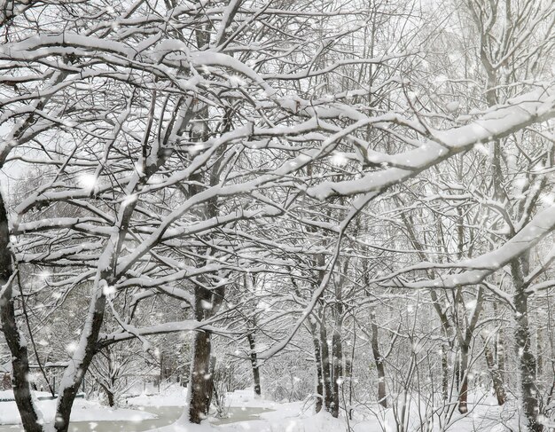 Parque de invierno bajo la nieve. Tormenta de nieve en el parque de la ciudad. Aparque para pasear con toda la familia bajo la capa de nieve.