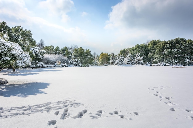 Parque de invierno en la nieve