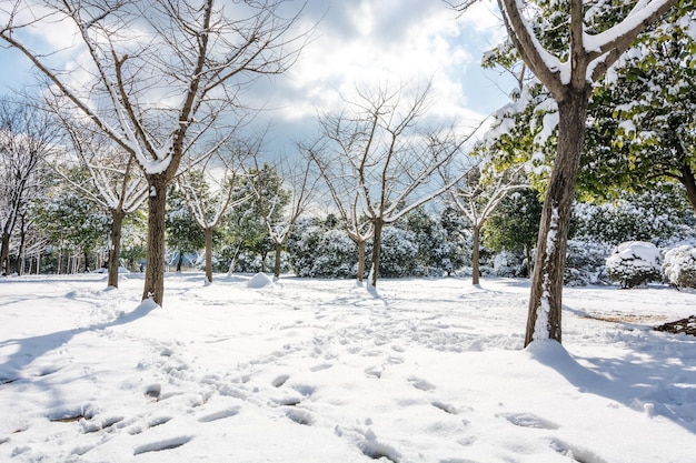 Parque de invierno en la nieve