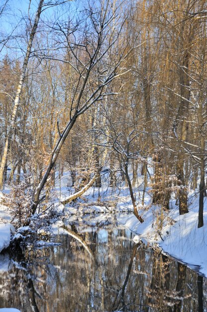 Parque de invierno en la nieve