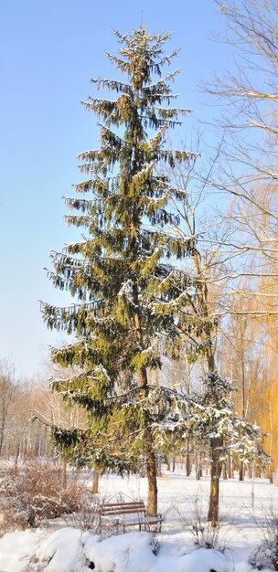 Parque de invierno en la nieve