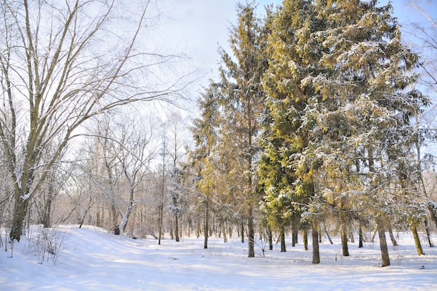 Parque de invierno en la nieve