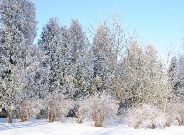 Parque de invierno en la nieve