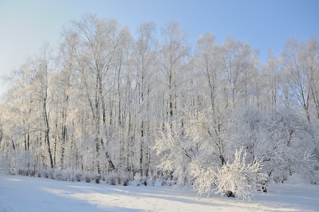 Parque de invierno en la nieve