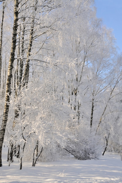 Parque de invierno en la nieve