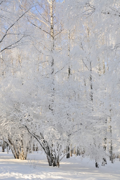 Parque de invierno en la nieve