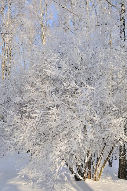 Parque de invierno en la nieve