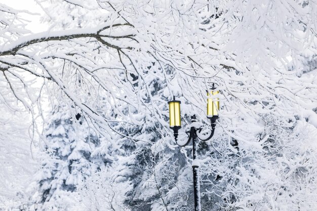 Parque de invierno en la nieve.