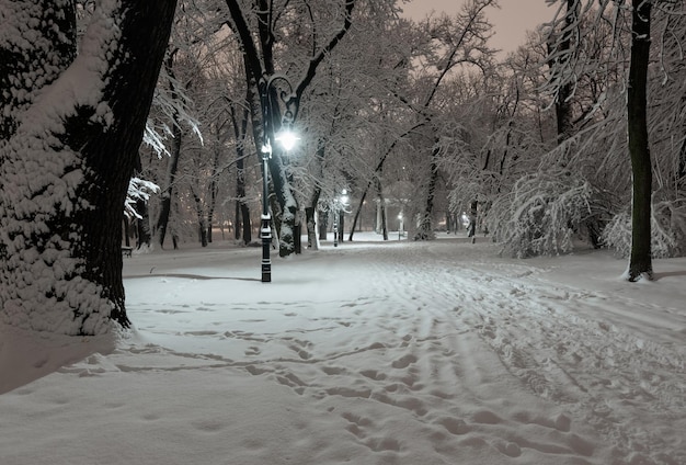 Parque de invierno nocturno en Lviv Ucrania