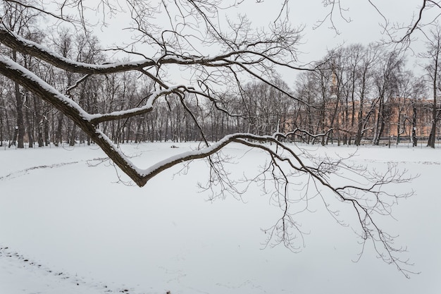 Parque de invierno en San Petersburgo, Rusia.
