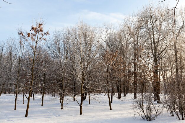 Parque de invierno