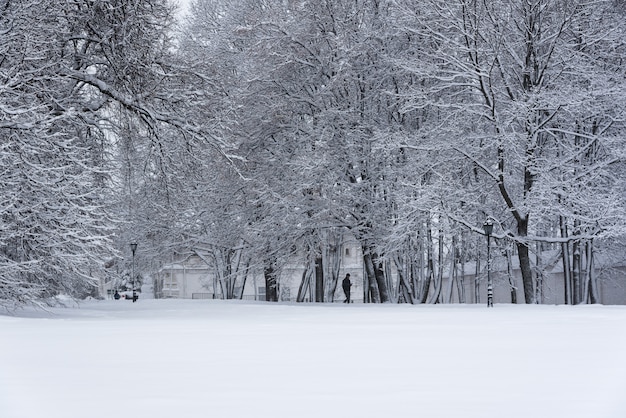 Parque Kolomenskoye, árboles de paisaje invernal en la nieve