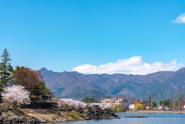 Parque del lago Kawaguchi en primavera Festival de los cerezos en flor de Kawaguchiko Prefectura de Yamanashi Japón