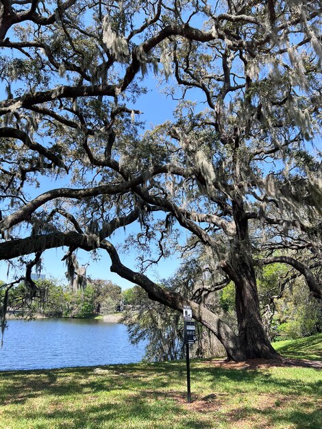 Parque Lake Eola en el centro de Orlando Florida