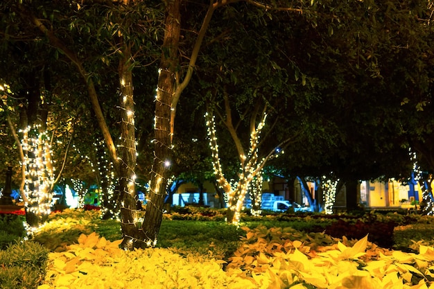 Parque con luces navideñas y flores en la noche en Querétaro México