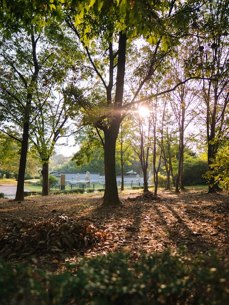 Parque de la mañana en Seúl con rayos de sol