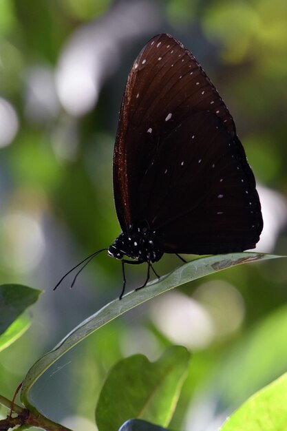 Parque de mariposas en Bali, Indonesia.