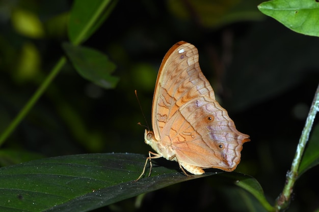 Parque de mariposas en Bali, Indonesia.