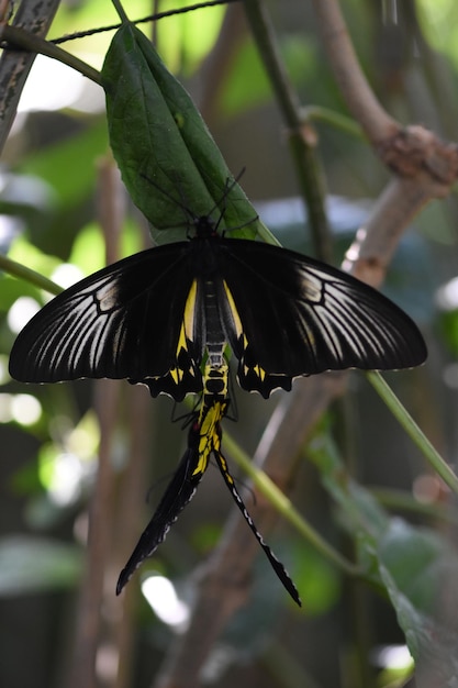 Parque de mariposas en Bali, Indonesia.