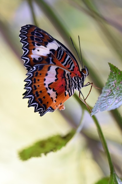 Parque de mariposas en Bali, Indonesia.