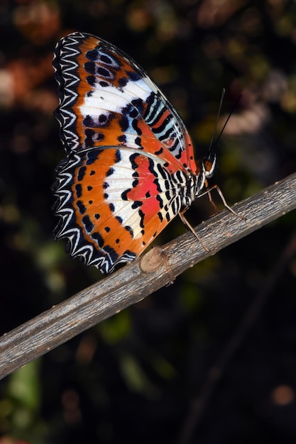 Parque de mariposas en Bali, Indonesia.