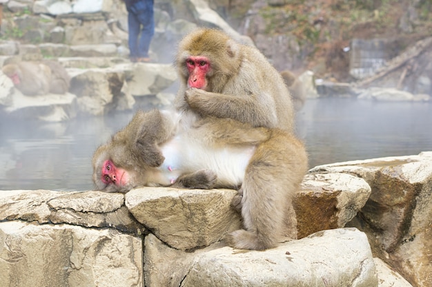 Foto parque de monos jigokudani. experiencia única con las aguas termales naturales.
