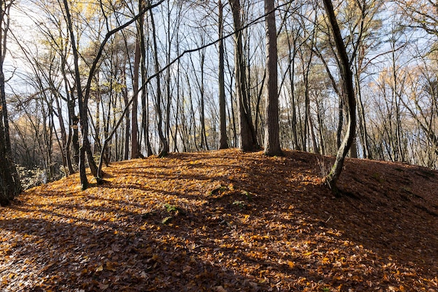 Parque montanhoso de outono com folhas caídas de bordo, clima ensolarado no início do outono