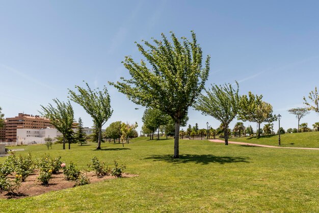 Parque con mucha hierba y césped y árboles azotados por el viento