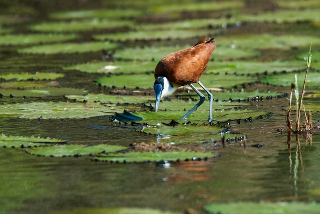 Parque Nacional Africano Jacana Kruger África do Sul