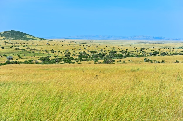 Parque Nacional Africano Masai Mara no Quênia