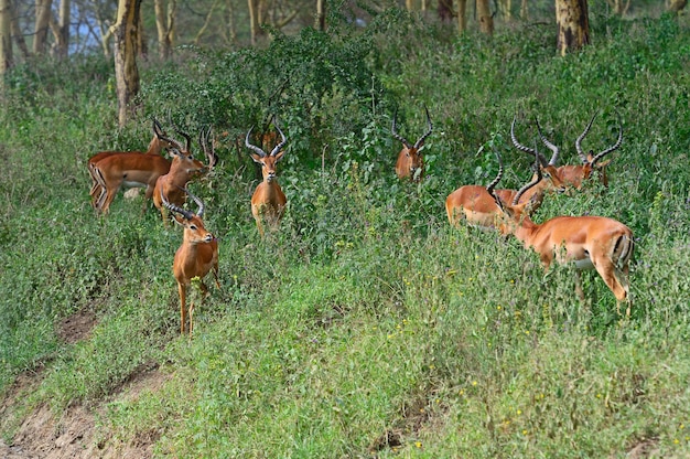 Parque Nacional Antelope Impala Nakuru en Kenia