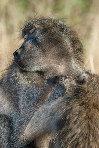 Foto parque nacional babuíno kruger áfrica do sul