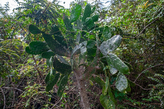 Parque Nacional Cotubanama en República Dominicana, Sección Padre Nuestro con vegetación típica en el interior y canteras como la Cueva de Padre Nuestro y la Cueva del Chico