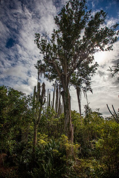 Parque Nacional Cotubanama en República Dominicana, Sección Padre Nuestro con vegetación típica en el interior y canteras como la Cueva de Padre Nuestro y la Cueva del Chico