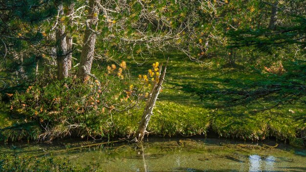 Foto parque nacional de aiguestortes catalunha espanha europa foto de alta qualidade