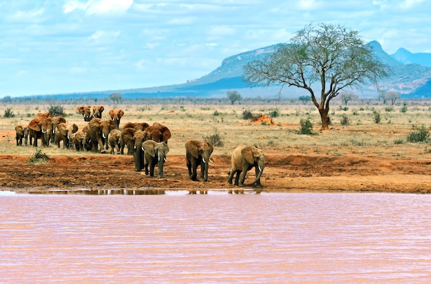 Parque nacional de elefantes tsavo east no quênia