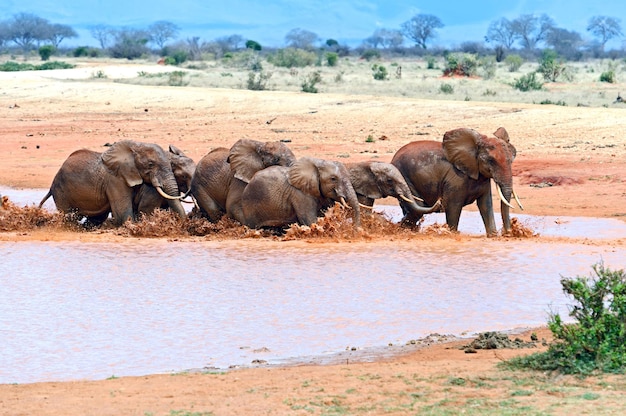 Parque nacional de elefantes tsavo east no quênia