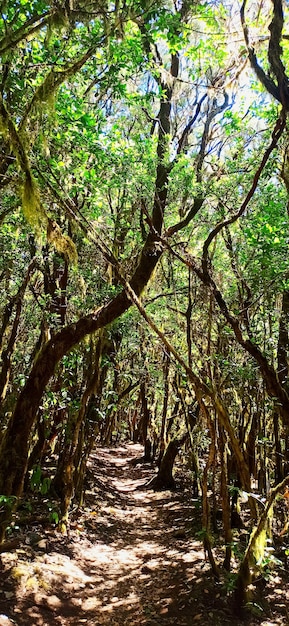 Parque Nacional de Garajonay em la Gomera