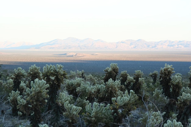 Parque Nacional de Joshua Tree Califórnia