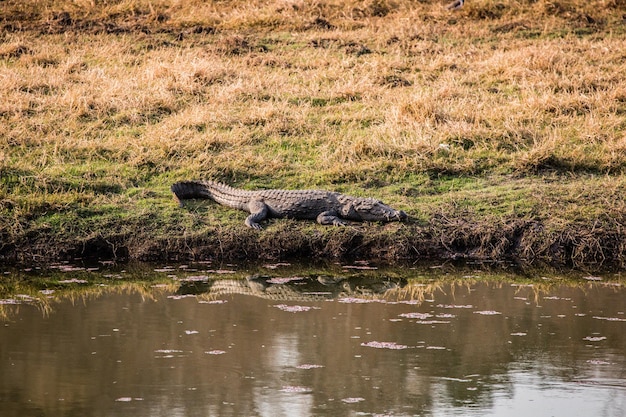 Parque Nacional de Ranthambhore Sawai Madhopur Rajasthan Índia