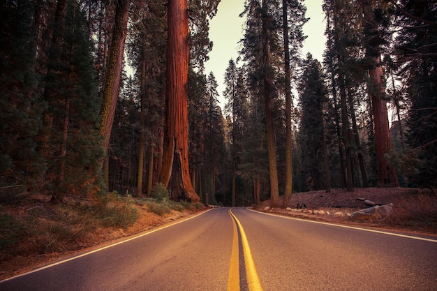 Parque Nacional de Sequoias Gigantes da Sierra Nevada Road, Califórnia, Estados Unidos da América