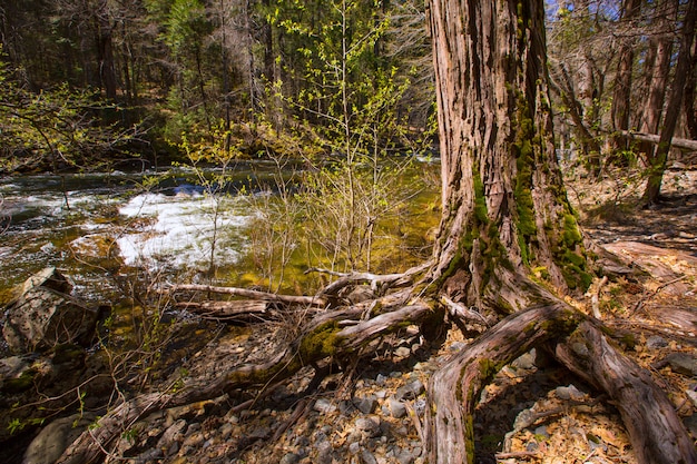 Parque Nacional de Yosemite Rio Merced na Califórnia