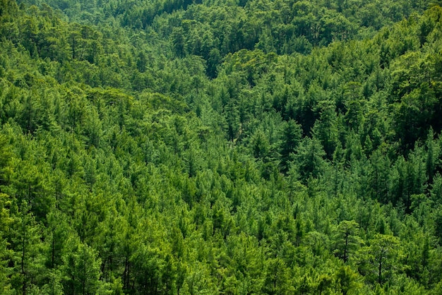 Parque nacional do vale da vista aérea das árvores da floresta selvagem