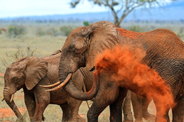 Parque Nacional de elefantes Tsavo East en Kenia