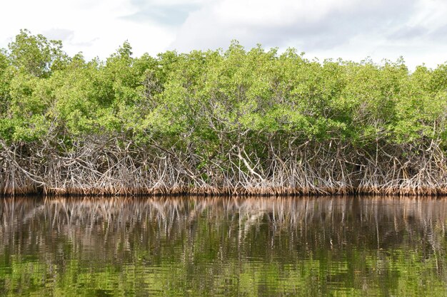 Parque Nacional Everglade, na Flórida, Estados Unidos