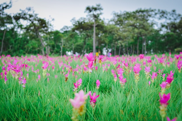 Parque nacional de la flor de Krachai Provincia de Chaiyaphum Tailandia