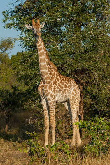 Parque Nacional Giraffa Kruger Sudáfrica