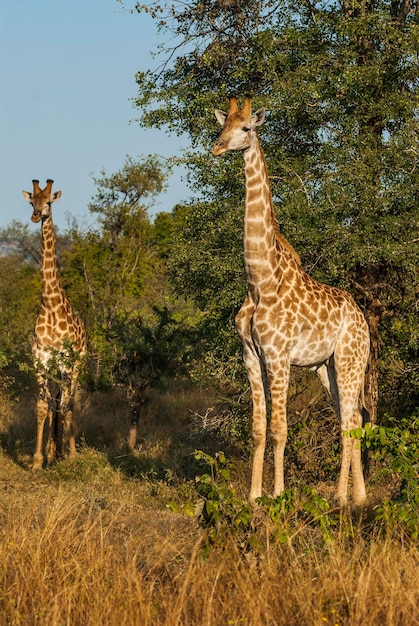 Parque Nacional Giraffa Kruger Sudáfrica