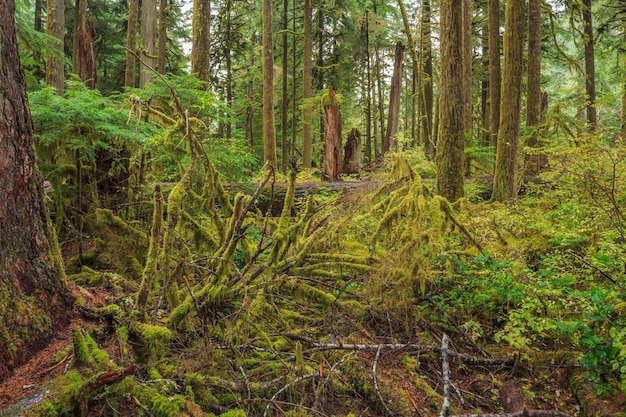 Parque Nacional Hoh Rainforest Olympic, estado de Washington, EUA